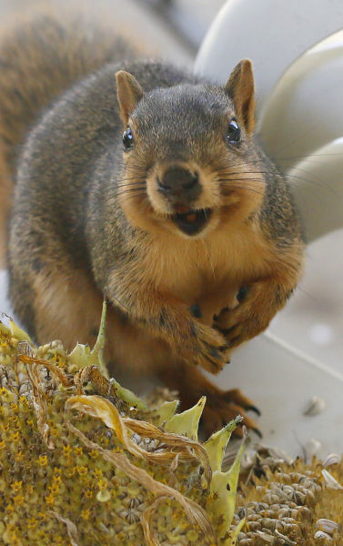 Squirrel Eats Sunflower Seeds